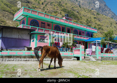 Pferd Weiden vor der Pension in der Ortschaft Tal, auf die Annapurna Schaltung, Nepal. Stockfoto