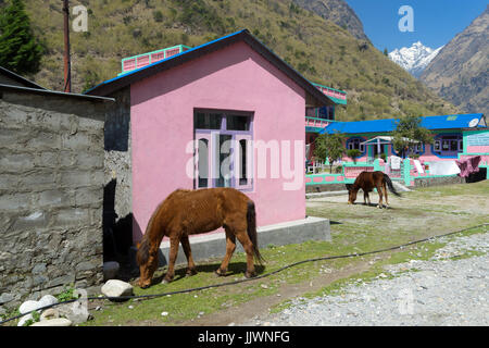 Pferde grasen vor der "Vater und Sohn Pension und Restaurant 'im Dorf Tal, auf die Annapurna Schaltung, Nepal. Stockfoto