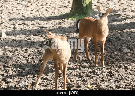 Neugeborenen afrikanischen Roan Antilope Kalb (Hippotragus Spitzfußhaltung). Stockfoto