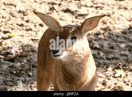 Neugeborenen afrikanischen Roan Antilope Kalb (Hippotragus Spitzfußhaltung). Stockfoto