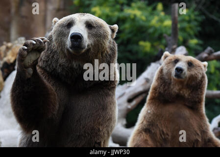 Madrid, Spanien. 20. Juli 2017. Zwei Braunbären im Bild Essen im Zoo von Madrid warten. Bildnachweis: Jorge Sanz/Pacific Press/Alamy Live-Nachrichten Stockfoto