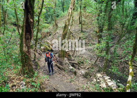 Trekker auf einem Forstweg Teil der Annapurna Umrundung, Nepal. Stockfoto