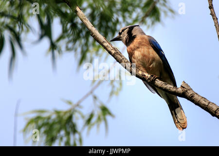 Ein Blue Jay sitzt in einem Baum Stockfoto