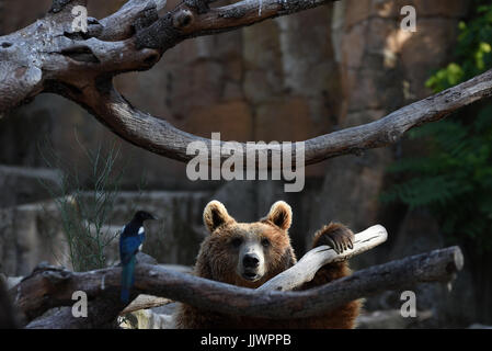 Madrid, Spanien. 20. Juli 2017. Ein Braunbär im Zoo von Madrid abgebildet. Bildnachweis: Jorge Sanz/Pacific Press/Alamy Live-Nachrichten Stockfoto