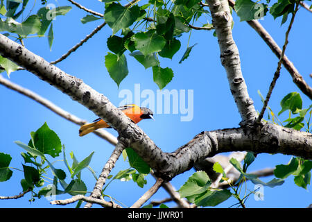 Ein Baltimore Oriole thront in einem Baum Stockfoto