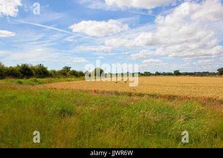 eine goldene Weizenfeld mit roten Mohnblumen und Hecken in die Yorkshire Wolds unter einem blauen Sommerhimmel Stockfoto