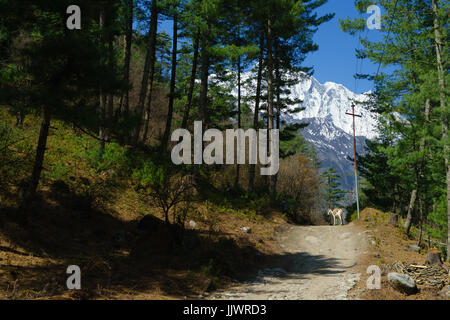 Weißes Pferd auf dem Weg zwischen Thanchok und Chhtipu, auf dem Annapurna Circuit, Nepal. Stockfoto