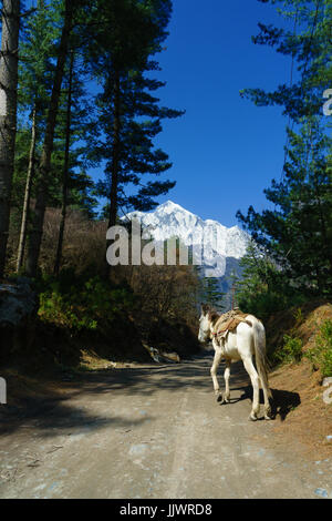 Weißes Pferd auf dem Weg zwischen Thanchok und Chhtipu, auf dem Annapurna Circuit, Nepal. Stockfoto