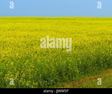 Raps-Feld Stockfoto