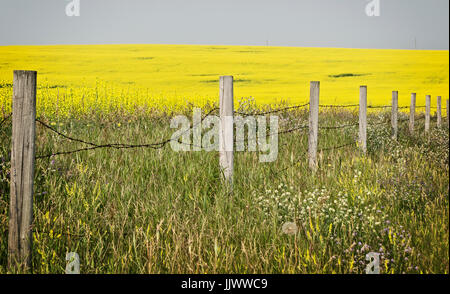 Raps Stockfoto