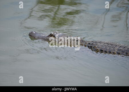 Wilden Alligator am Rookery an Smith Eichen Heiligtum auf hohe Insel in Texas Stockfoto