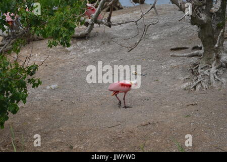 Rosa Rosalöffler ist ein großes Wasser Vogel fotografiert auf ein Vogelschutzgebiet von der Audubon Society verwaltet. Das Heiligtum ist Smith Woods. Stockfoto