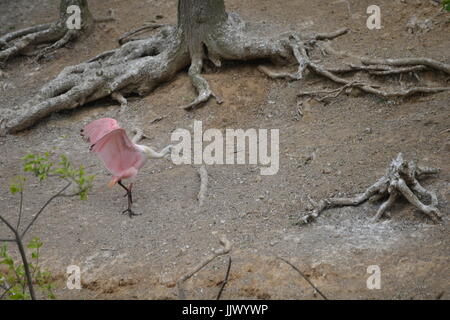 Rosa Rosalöffler ist ein großes Wasser Vogel fotografiert auf ein Vogelschutzgebiet von der Audubon Society verwaltet. Das Heiligtum ist Smith Woods. Stockfoto