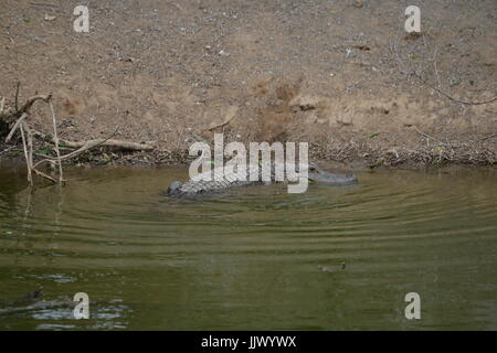 Wilden Alligator am Rookery an Smith Eichen Heiligtum auf hohe Insel in Texas Stockfoto