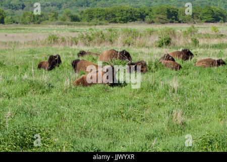 Bison in der Prärie Stockfoto