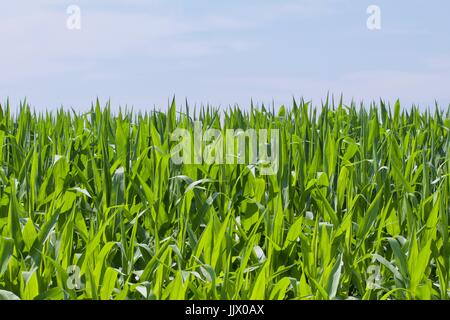 Mais für Sky zu erreichen Stockfoto