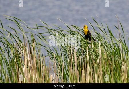 Gelbe Leitung Blackbird Stockfoto