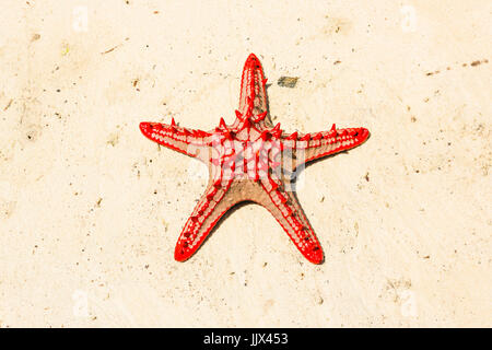 Rot - Genoppte Sea Star (Protoreaster lincki). Watamu, Kenia. Stockfoto