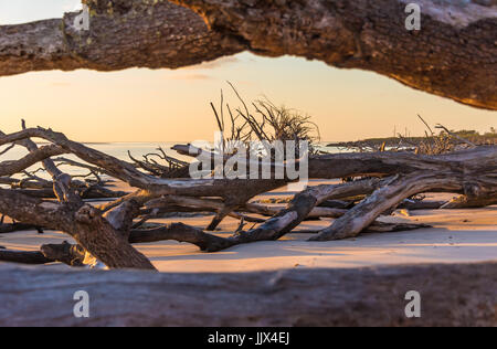 Bunte Florida Sonnenaufgang im Boneyard Beach auf Big Talbot Island in der Nähe von Jacksonville, Florida und Amelia Island. (USA) Stockfoto