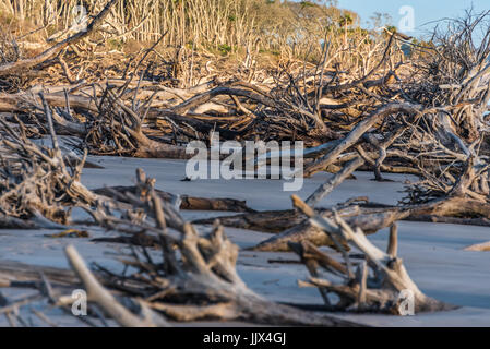 Riesige Auswahl an verstreuten Treibholz am Strand Boneyard auf Big Talbot Island in der Nähe von Amelia Island und Jacksonville, Florida. (USA) Stockfoto