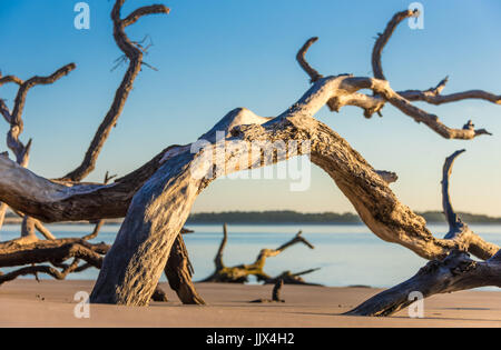 Florida Sonnenaufgang Blick auf Amelia Island durch die sonnendurchfluteten Treibholz Boneyard Strand auf Big Talbot Island in der Nähe von Jacksonville, Florida. (USA) Stockfoto