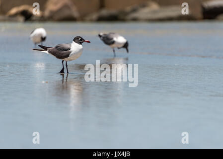 Lachen Möwen am Strand von Amelia Island, Florida. Stockfoto