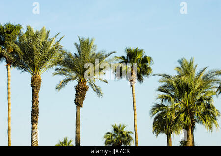 Führen Sie 2011 Coachella Musikfestival April 15,2011 Indio. Stockfoto