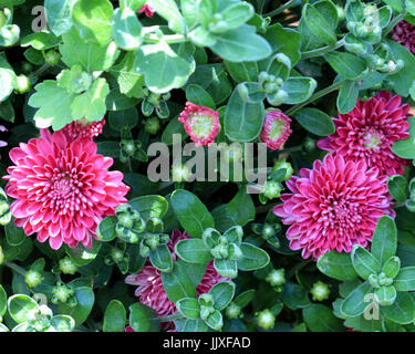 Eine Nahaufnahme der Chrysantheme Blüten und Knospen. Stockfoto