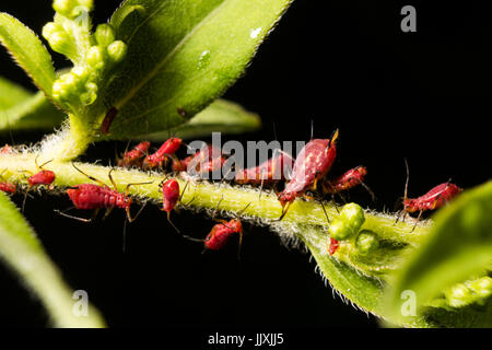 Rote Blattläuse auf einer Pflanze pirschen. Stockfoto