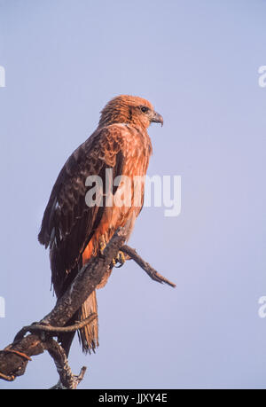 Indische Schreiadler, (Clanga Hastata), am Baum gehockt, Keoladeo Ghana National Park, Bharatpur, Rajasthan, Indien Stockfoto