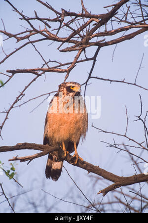 Crested Schlange Adler, (Spilornis cheela), am Baum gehockt, Keoladeo Ghana National Park, Bharatpur, Rajasthan, Indien Stockfoto