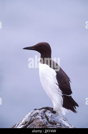 Common murre oder gemeinsamen Trottellumme (Uria aalge), Farne Islands, Northumberland, Großbritannien, Britische Inseln Stockfoto