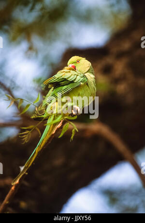 Ring-necked oder Rose-ringed Parakeet (Psittacula krameri), Putzen auf Zweig, Regents Park, London, Vereinigtes Königreich Stockfoto