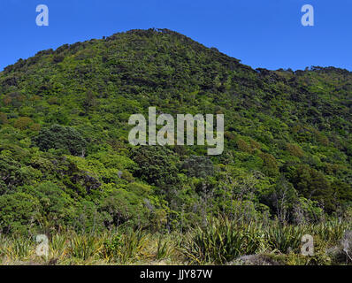 Spektakuläre und unberührte Buschlandschaft, die vollständig auf Kapiti Island regeneriert hat, denn es war ein Vogel Heiligtum und alle Schädlinge ausgerottet gemacht. Stockfoto