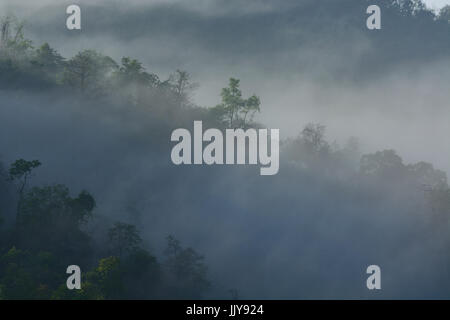 Bewaldeten Berghang in niedrig liegenden Nebel, Morgen rechtzeitig. Stockfoto