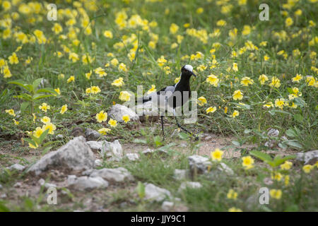 Schmied Kiebitz huschen durch gelbe Blumen im Etosha Nationalpark in Namibia, Afrika. Stockfoto