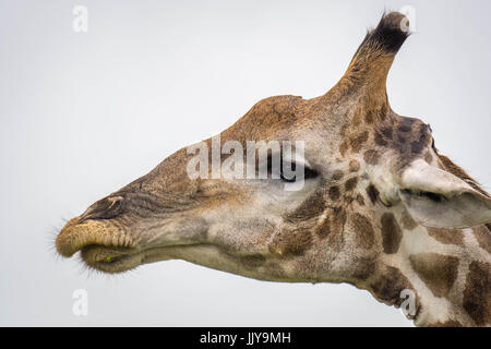 Nahaufnahme einer angolanischen Giraffe Etosha National Park, befindet sich in Namibia, Afrika. Stockfoto