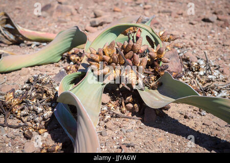 Nahaufnahme einer Welwitschia Pflanze und die Zapfen in die Namib-Wüste, Namibia, Afrika. Stockfoto