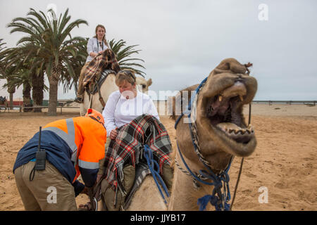 Touristen, Kamelreiten in der Namib-Wüste, Namibia, Afrika. Stockfoto