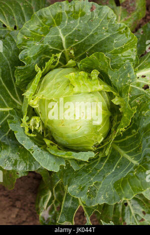 Close Up Grünkohl, gegessen Insekten, Raupen auf Ogorod oder Grünkohl, beschädigten Insekten, Raupen. Kampf gegen Insekten. Stockfoto