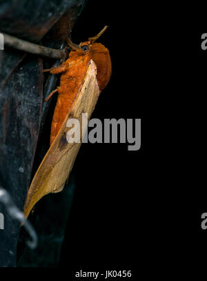 Erwachsenen orange Malacosoma Motte in der Nacht Stockfoto