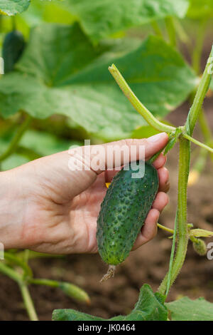 Gurken, Kommissionierung auf Gemüsegarten im Sommer. Stockfoto