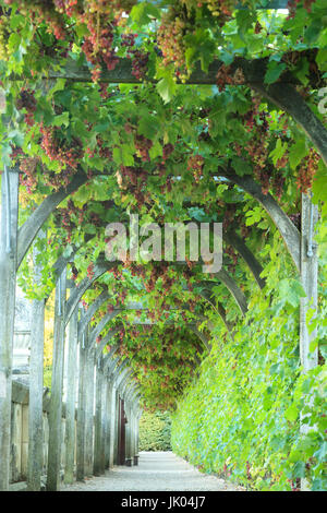 Frankreich, Indre-et-Loire (37), Vallée De La Loire Classée Patrimoine Mondial de seine, Villandry, Jardins du Château de Villandry, Longue Pergola En Stockfoto