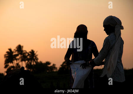 Bauer arbeitet in einem Reisfeld im Sonnenuntergang. Stockfoto