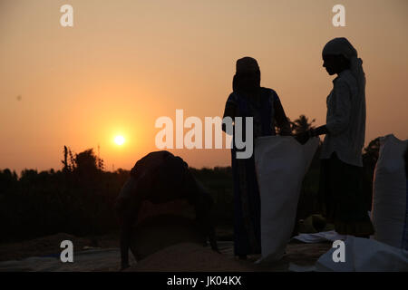 Bauer arbeitet in einem Reisfeld im Sonnenuntergang. Stockfoto