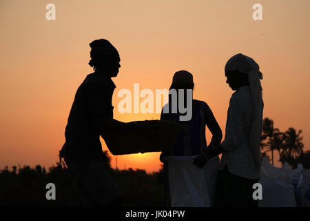 Bauer arbeitet in einem Reisfeld im Sonnenuntergang. Stockfoto