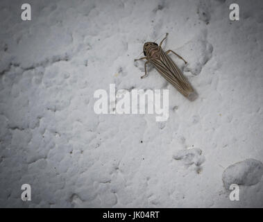 Kleinen Leafhopper Insekt auf einer weißen Wand Stockfoto