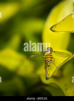 Toxomerus Marginatus oder Blume fliegen auf einem grünen Blatt Stockfoto