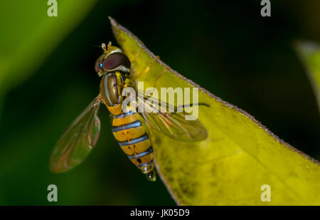 Toxomerus Marginatus oder Blume fliegen auf einem grünen Blatt Stockfoto