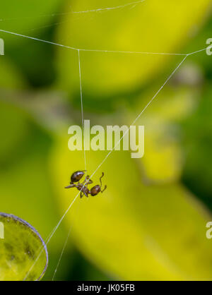 Große Ameise an ein Spinnennetz hängen Stockfoto